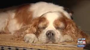 Check spelling or type a new query. Freeze Dry Pet Preservation Featured By Jet24 Youtube