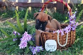 The corgis are intensely loyal and loving and they have never let her down. Litter Of 9 Boxer Puppies For Sale In Abilene Tx Adn 25076 On Puppyfinder Com Gender Male S And Femal Boxer Puppies For Sale Boxer Puppies Puppies For Sale