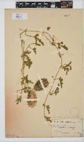 Image result for Cucumis quintanilhae