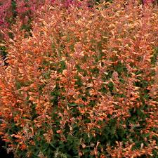 In colder regions, protect from frost in winter. Agastache Rupestris Apache Sunset Jardins Michel Corbeil