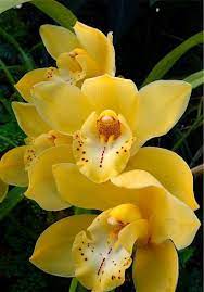 Yellow Cymbidium Orchid Is Always A Good Way To Say Spring Is Here Www Toppersfloral Com Cymbidium Orchids Yellow Orchid Flowers