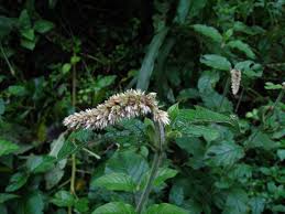 Image result for Cyathula cylindrica