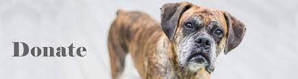 Boxer adoption rescue pitbulls boxer rescue legacy puppies puppy love. Boxer Rescue La Spirits That Soar Hearts That Adore