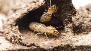 It is important to understand what doesn't work if you really want to understand what does. Why Winter Is The Ideal Time For Termite Treatment Any Pest