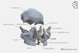 Image result for Maxillary Bone