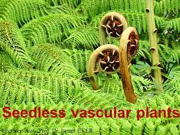 Vascular plants are plants in the kingdom plantae that have specialized tissues for conducting water. Seedless Vascular Plants Ppt Video Online Download