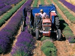 Maybe you would like to learn more about one of these? Cele Mai Profitabile Culturi Pentru Suprafete Mici