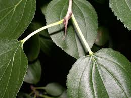 Image result for Rhamnaceae