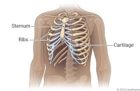 Although each rib has its own rom (occurring primarily at the costovertebral joint), rib. Rib Cage North Carolina