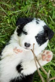 Breeders of border collies, miniature australian shepherds and english setters in illinois. Border Collie Rescue New Zealand Home Facebook
