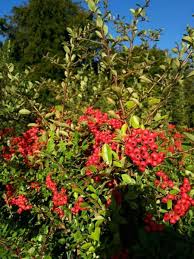 Image result for Pyracantha coccinea red column