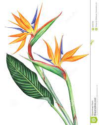 Illustration About Bird Of Paradise Flowers Isolated On White Background Hand Drawn Waterco Paradise Painting Birds Of Paradise Flower Watercolor Illustration