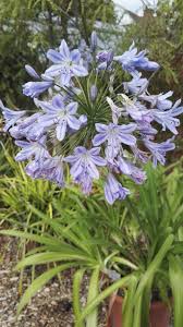 Image result for Agapanthus codii