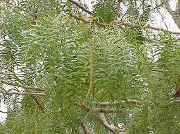 Image result for Prosopis glandulosa