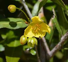 Image result for Ochna pulchra