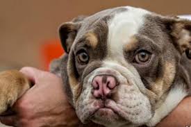 The miniature english bulldog (also known as bullpug) was bred for one reason only: 1000 Bulldog Names Which Most Popular In The Worlds