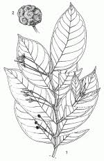 Image result for Morinda lucida