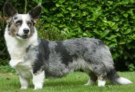 The name corgi is derived from the welsh words cor and ci (which is mutated to 'gi'), meaning dwarf and dog, respectively. Cardigan Welsh Corgis What S Good About Em What S Bad About Em