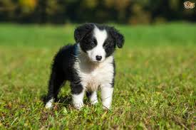 Have six purebred border collie female pups that will be ready to go by 5th of april, 2021. Border Collie Dog Breed Facts Highlights Buying Advice Pets4homes