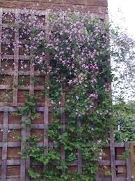 We did not find results for: Clematis Triternata Rubromarginata Grows On You Clematis Climbing Flowers Garden Oasis