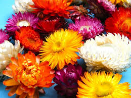 Image result for Helichrysum dichroolepis