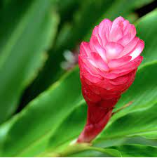 Pin On Tropical Botanicals