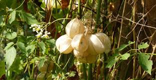 Image result for Cardiospermum grandiflorum