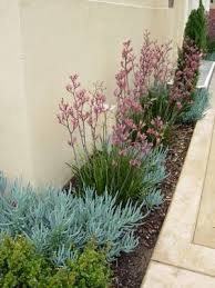 Image Result For Blue Chalk Dwarf Kangaroo Idee Jardin Paysagiste Amenagement Jardin Deco Jardin