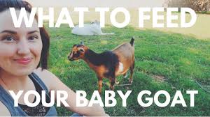 Goat's milk is another common milk bath addition. What To Feed Your New Baby Goat Youtube