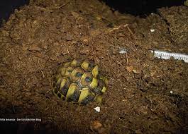 Ab 5 bis 7 grad in die winterstarre zu fallen. Wie Sich Schildkroten Wahrend Der Winterstarre Verhalten Villa Amanda Der Schildkroten Blog