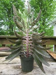 Image result for Kalanchoe daigremontiana