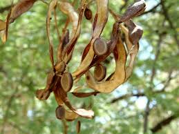 Image result for Acacia karroo