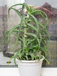 Image result for Aloe arborescens × musapana
