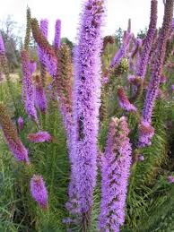 Image result for Pycnostachys schliebenii