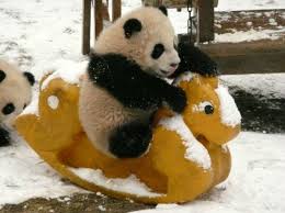 Dunyanin En Mutlu Calisani Olmak Icin Burada Calismaniz Yeterli Funny Panda Pictures Panda Bear Panda