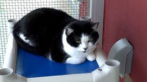 Portland cats kittens & kitties for adoption. Many Maine Shelters Offer Foster Programs Wgme