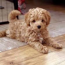 homemade dog food 755901118690985808 ayi kopekler sevimli kopek yavrulari yavru kopek