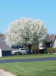 In spring, the pear tree's flowers blossom. Ornamental Pear Fallout Purdue University Indiana Yard And Garden Purdue Consumer Horticulture