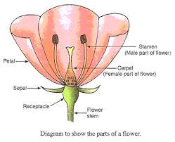 It has a male part and a female part: Draw A Neat Diagram Of A Flower Showing Its Various Parts Studyrankersonline
