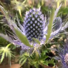 We did not find results for: Mark Knox Flowers Markknoxflowers Twitter