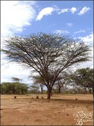 Image result for Acacia tortilis