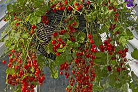 Check spelling or type a new query. Grow Tomatoes In Containers Hgtv