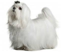Maltese Are So Pretty With Their Long White Hair Maltese Dog Breed Maltese Dogs Maltese Puppy
