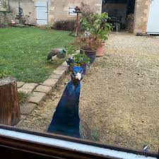 How to keep peacocks out of your garden. Lessons Learned Free Ranging Peacocks Peafowl A Colorful Christmas Tail With Videos Quill Pad