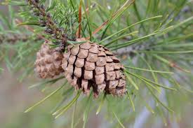 Image result for Pinus