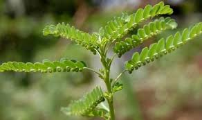 Image result for Phyllanthus amarus