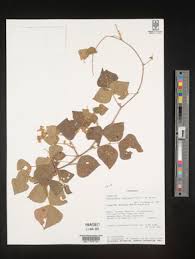 Image result for Rhynchosia resinosa