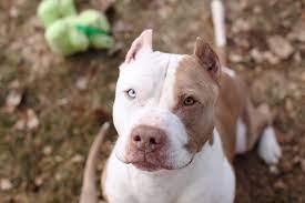 Search our database of pets in need of new homes and find your perfect new addition. Red Nose American Pitbull Terrier Wallpapers Wallpaper Cave