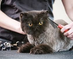 Cat haircuts ans styles for your kitty. Cat And Dog Grooming In Phoenixville Pa Valley Veterinary Hospital