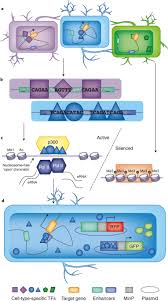 Neurobiological Functions Of Transcriptional Enhancers Nature Neuroscience